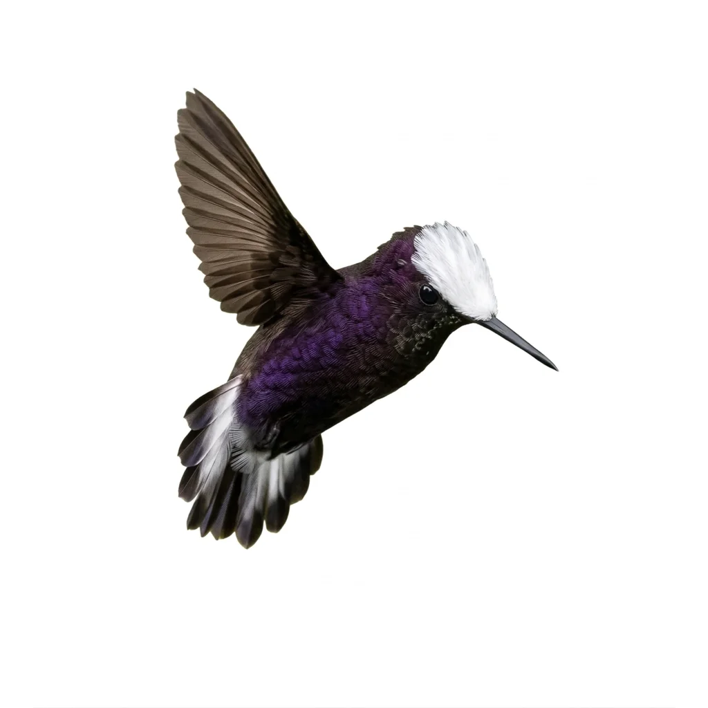 Colibrí Copete de Nieve